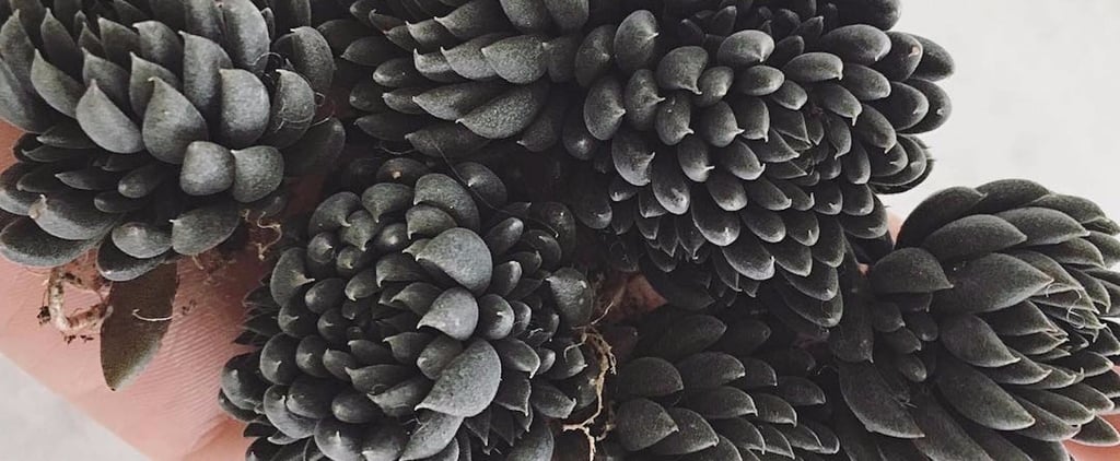 Black Succulents