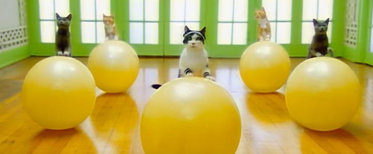 Cat Workout Commercial | Video