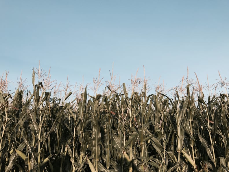 Haunted Corn Maze at Jonamac Orchard (Malta, IL)