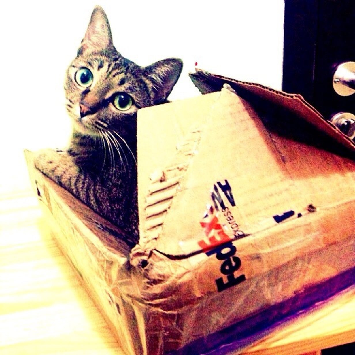 Cats in Cardboard Boxes POPSUGAR Pets
