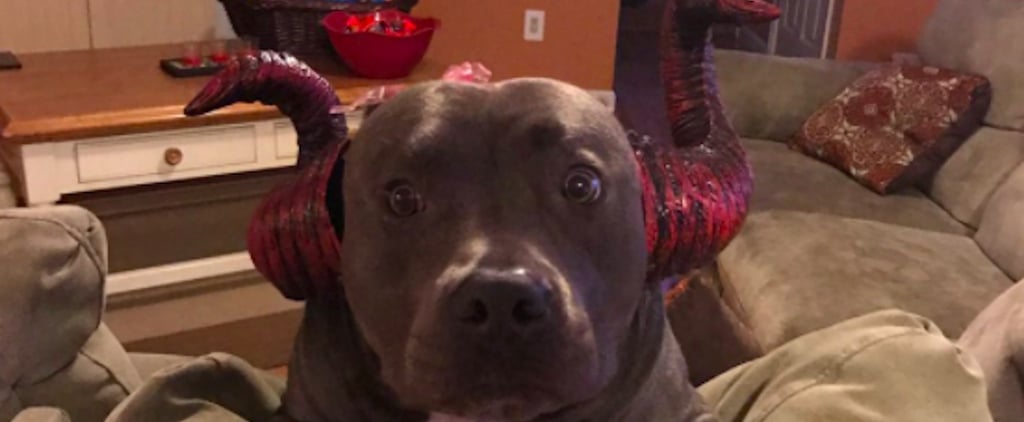 Viral Photo of Sad Dog on Halloween