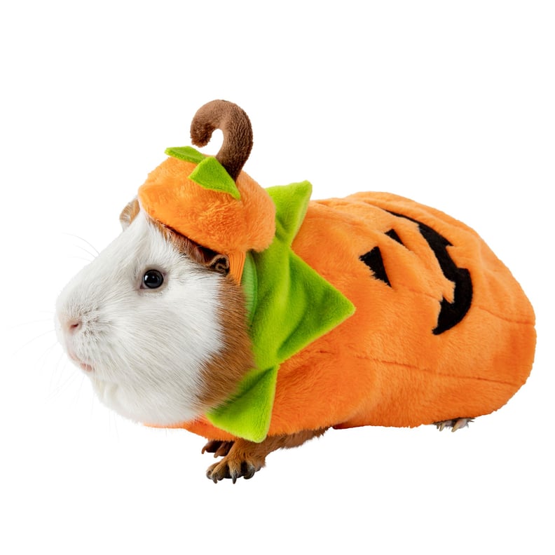 Thrills & Chills Small Pet Costume — Pumpkin