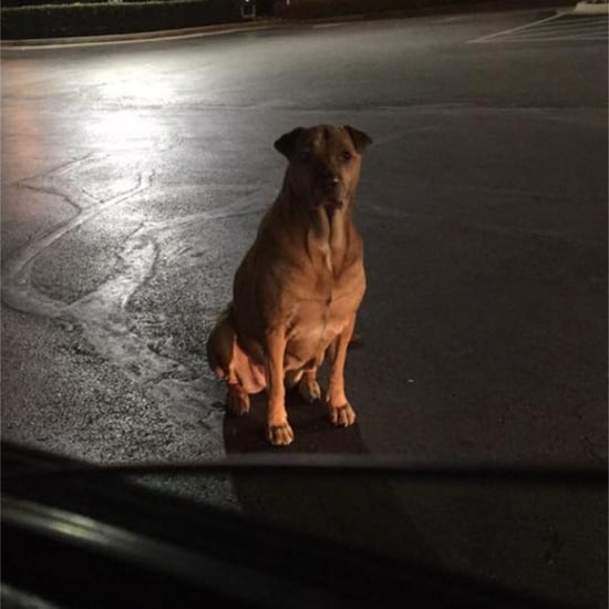 Dog Pretends to Be a Stray For Free McDonald's Burgers