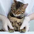 Are Claw Caps the Answer For Scratchy Cats? 2 Vets Weigh In on the Pros and Cons