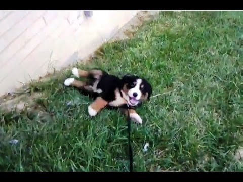 Puppies Rolling Down Hills