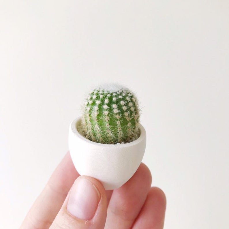 Lolli Mini Cactus and Mini Planter