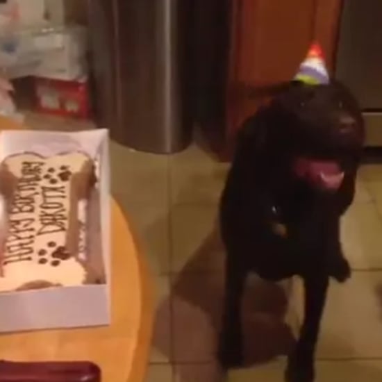 Dog Celebrating Birthday GIF