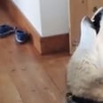 The Best Part of These 2 Huskies Howling at "Piano Man" Is Their Golden Retriever Sister's Reaction
