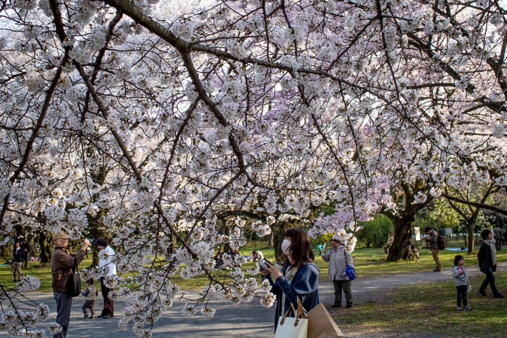 Japanese Cherry Blossoms Pictures | Spring 2014