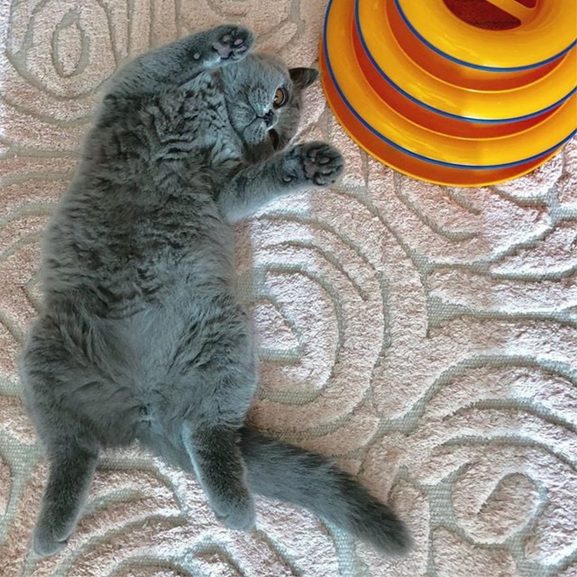 Photos Of Beth Stern S Cat Helen Rose Popsugar Pets