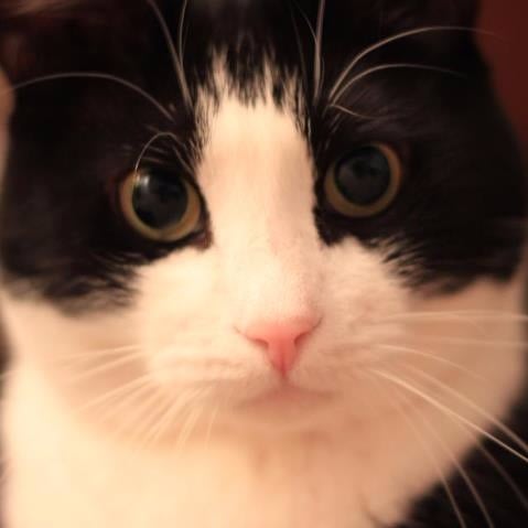 How My Cat Helped Me Battle Cancer