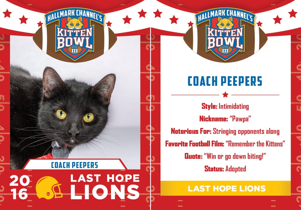 Kitten Bowl 2016