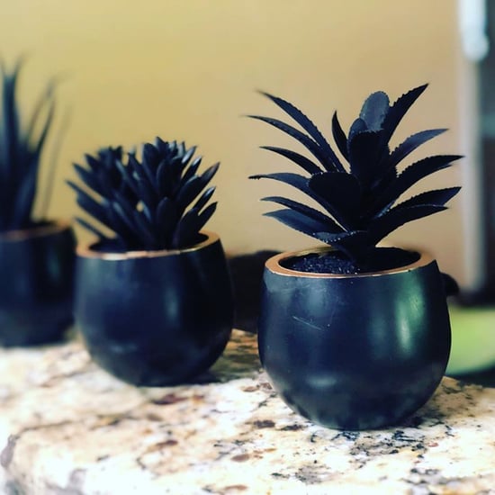 Target Is Selling All-Black Halloween Succulents For $3