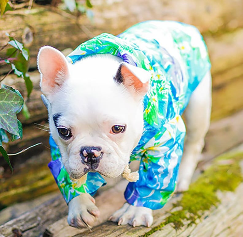 The Best Dog Accessories: 17 Ways to Upgrade Your Pooch's Summer