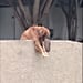 Dog Drops Ball Over the Fence So Someone Will Play With Him