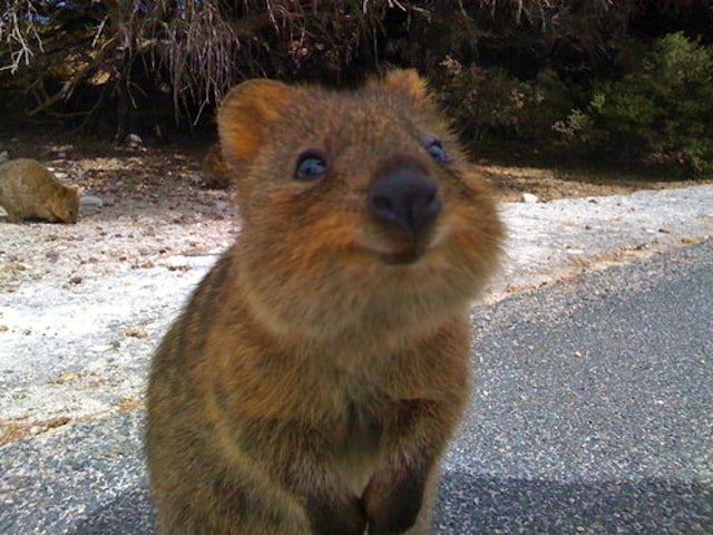 Quokkas are classified as "vulnerable," according to the International Union For Conservation of Nature. Humans, take note: we can always do something to help keep the world a smilier place. 
Source: Tumblr user Her Middle Name Was Boom