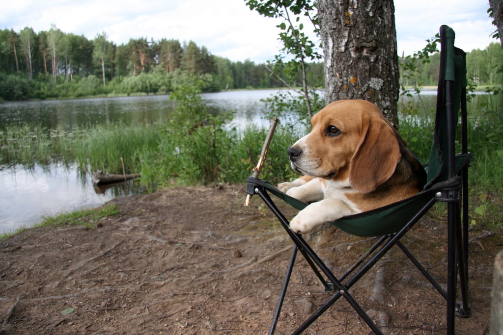 Cutest Pictures of Beagles