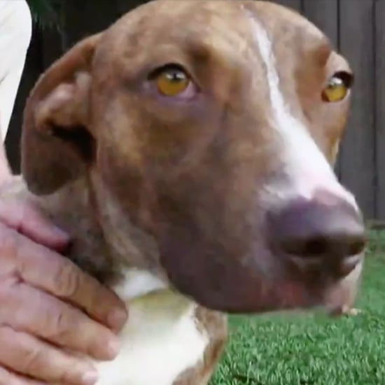 Miracle Dog Who Survived Hurricane Dorian Finds Family Video
