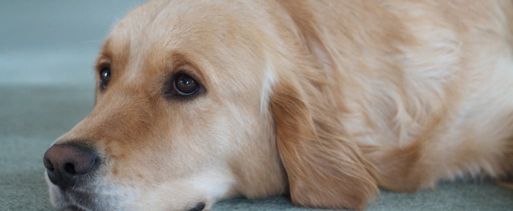 How to Prevent Common Dog Diseases