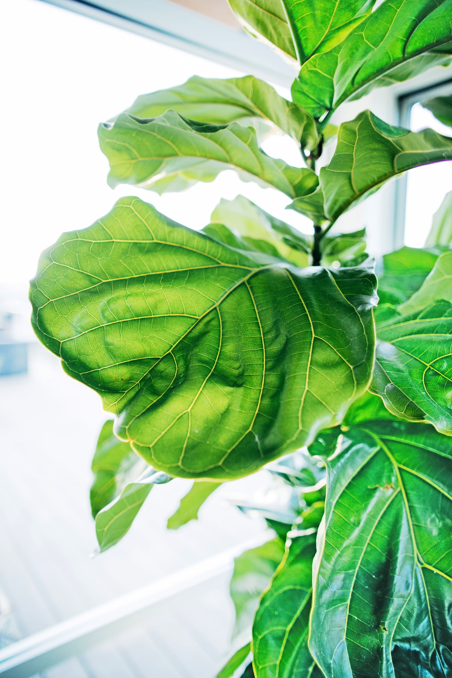 Where to Buy Cheap Fiddle Leaf Fig Trees POPSUGAR Home