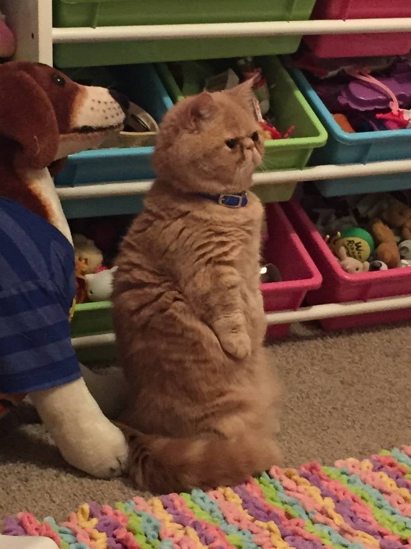 cat standing