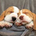 We're Positively Howling With Delight Over These 40+ Insanely Cute Beagle Pics