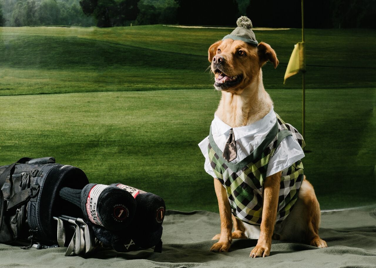 Dog golf outfit hot sale