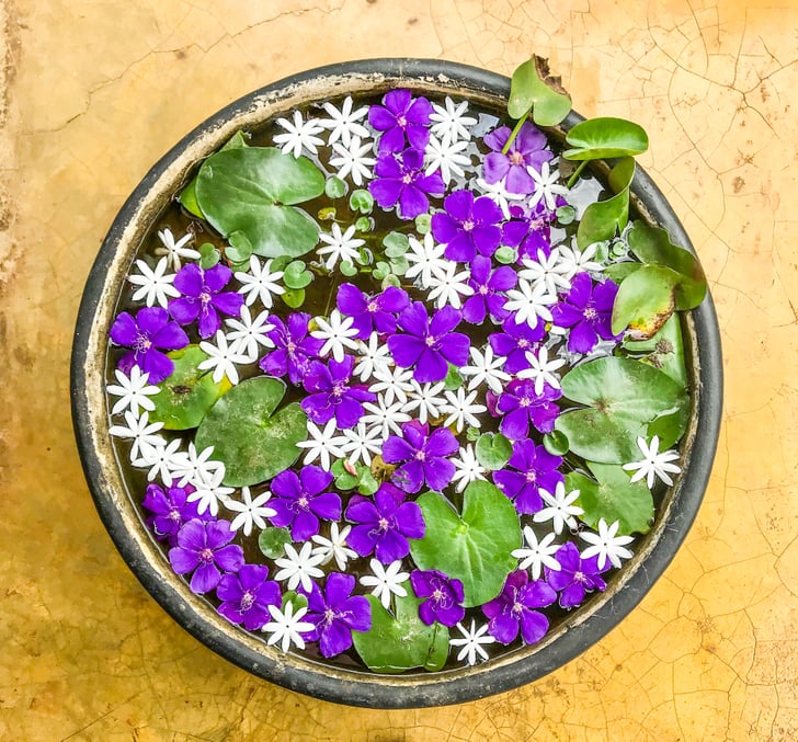 Flower Bowls Best Things to Do in Sri Lanka POPSUGAR Smart Living