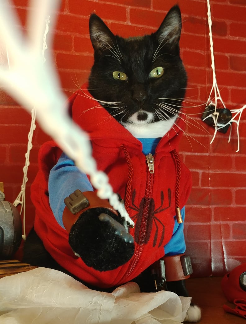 Cat Cosplaying as Spider-Man