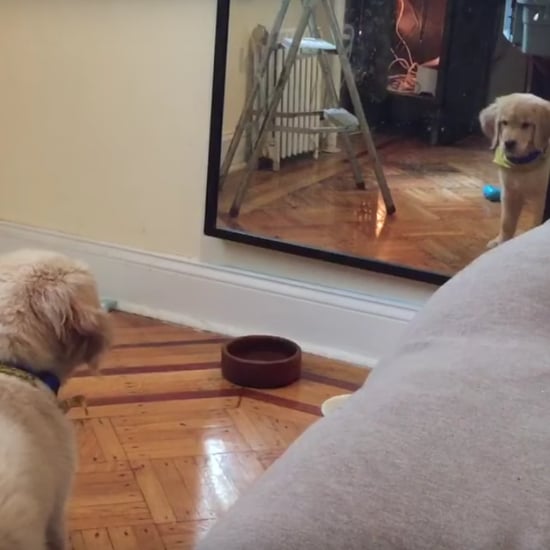 Puppy Sees Reflection in Mirror | Video