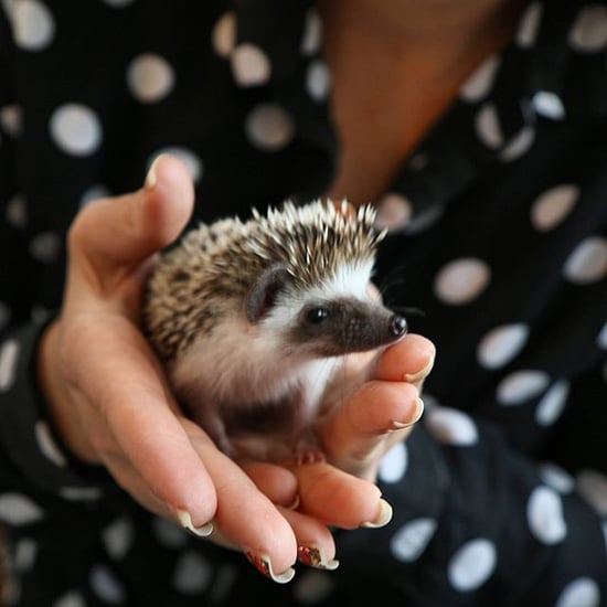 Hedgehog Cafe in Japan
