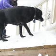 What This Mail Carrier Did For an Old Dog Will Warm Your Heart