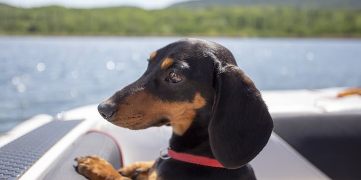 The iPhone 11 Will Have Pet Portrait Mode, So Get Ready to Pose Your Pups