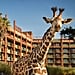 Fun Facts About Disney's Animal Kingdom Lodge