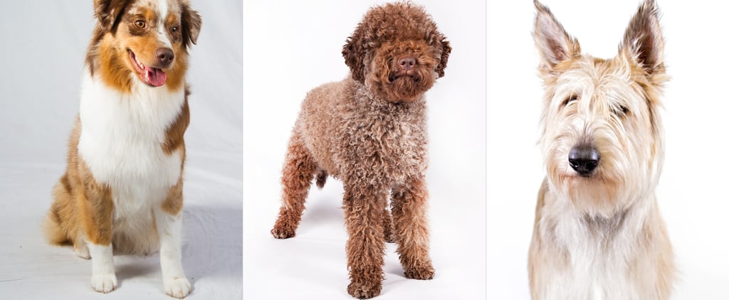 New AKC Breeds Summer 2015