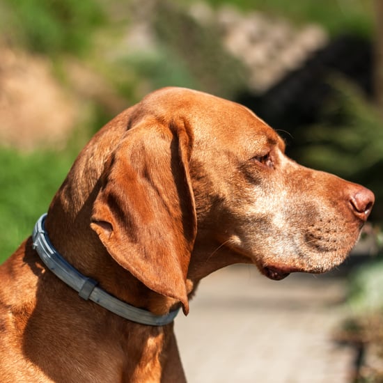 Seresto Flea and Tick Collar Linked to 1,698 Dog Deaths