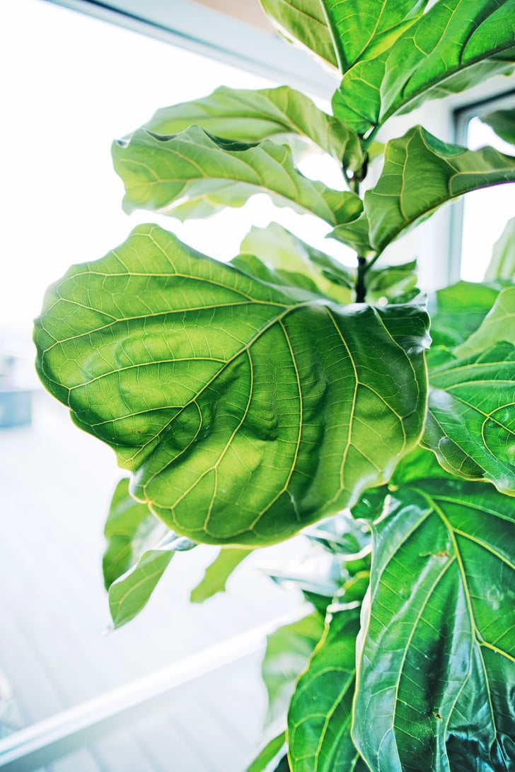 Where to Buy Cheap Fiddle Leaf Fig Trees POPSUGAR Home