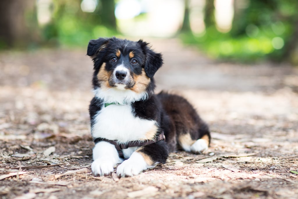 Cute Pictures of Australian Shepherds