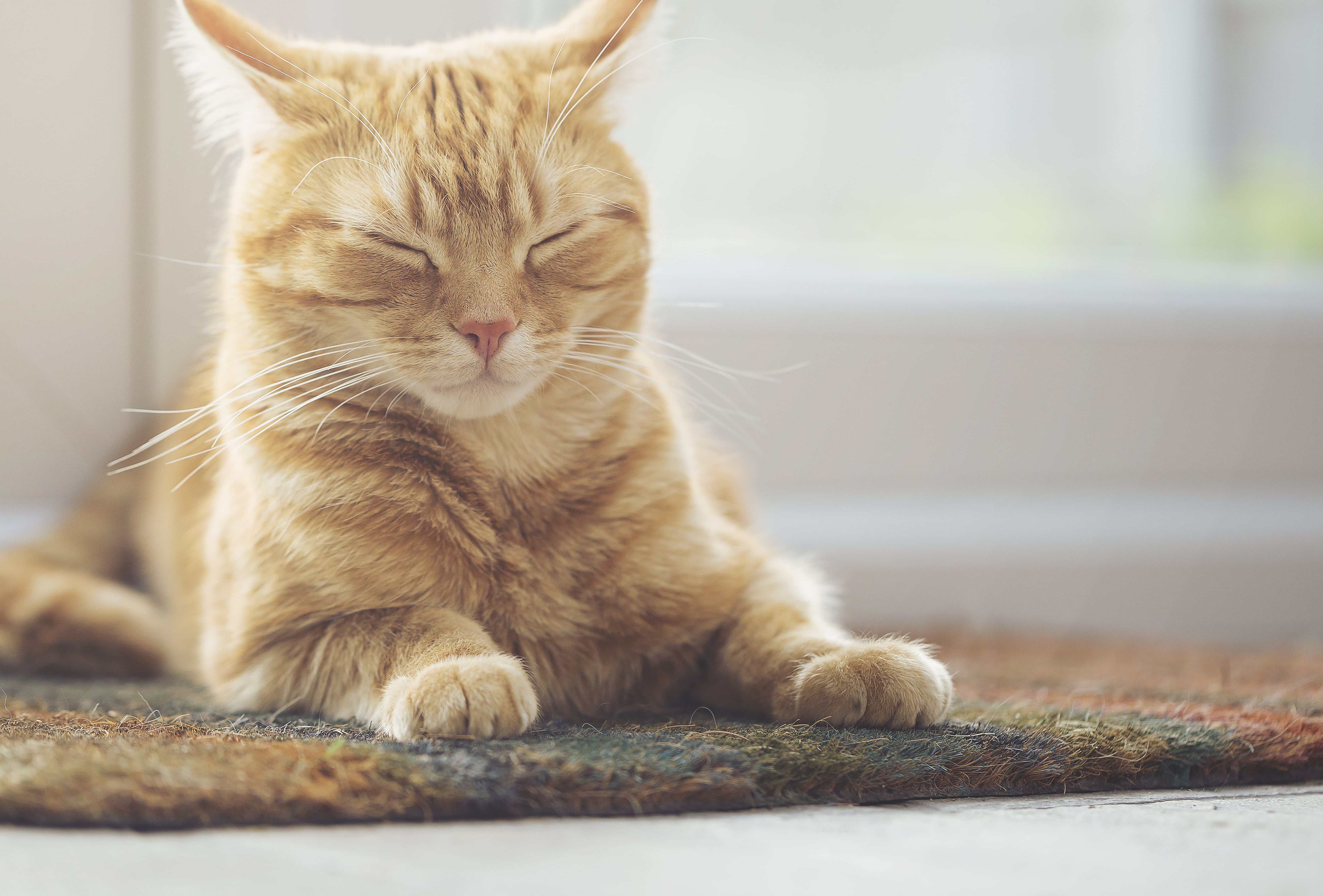 Why Does My Cat Sleep With His Head Up? POPSUGAR Pets