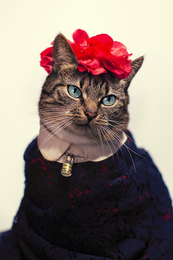 High-Fashion Cat
