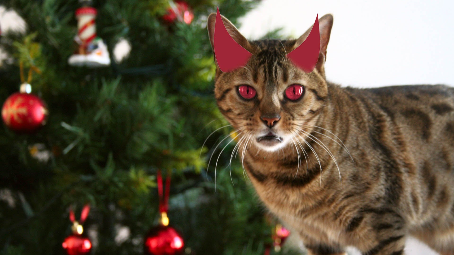 Cats Attack Christmas Trees POPSUGAR Pets