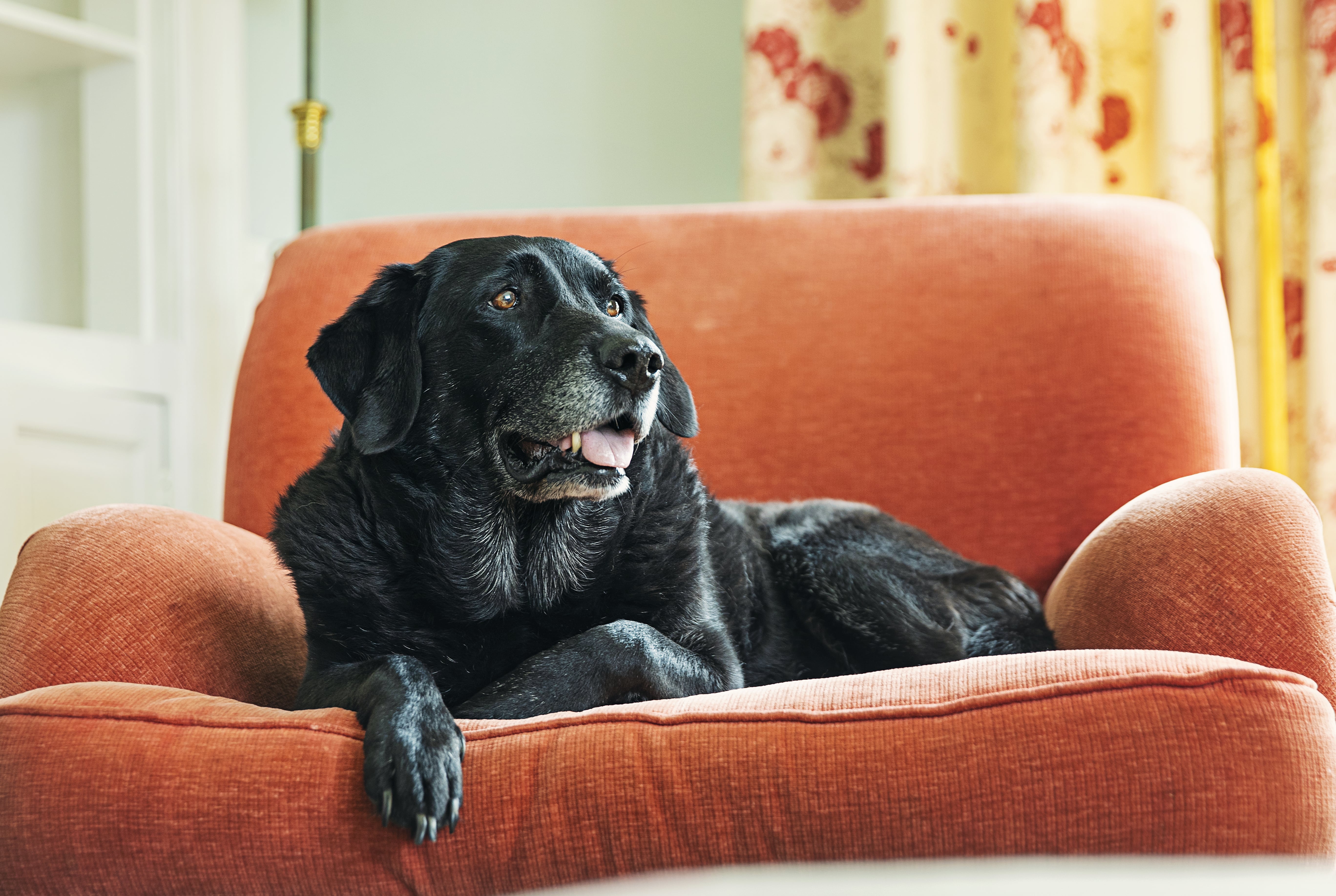 Why Do Dogs Age Faster Than Cats? | POPSUGAR Pets