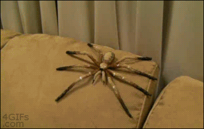The Perfect Prank