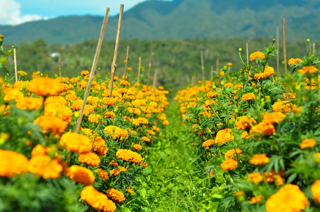 Best Places to See Spring Flowers POPSUGAR Smart Living UK