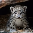 Cleveland Zoo Welcomes Adorable Snow Leopard Baby