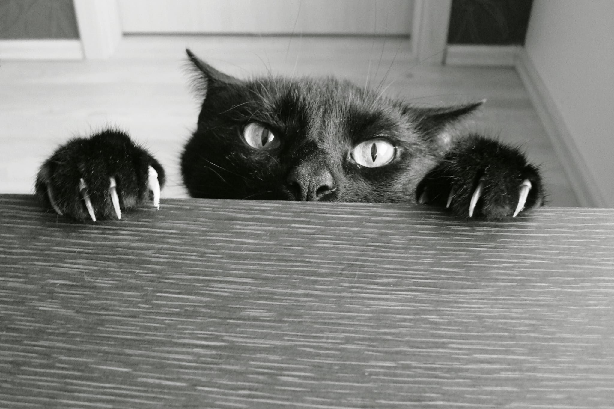 evil-cat-photos.jpg