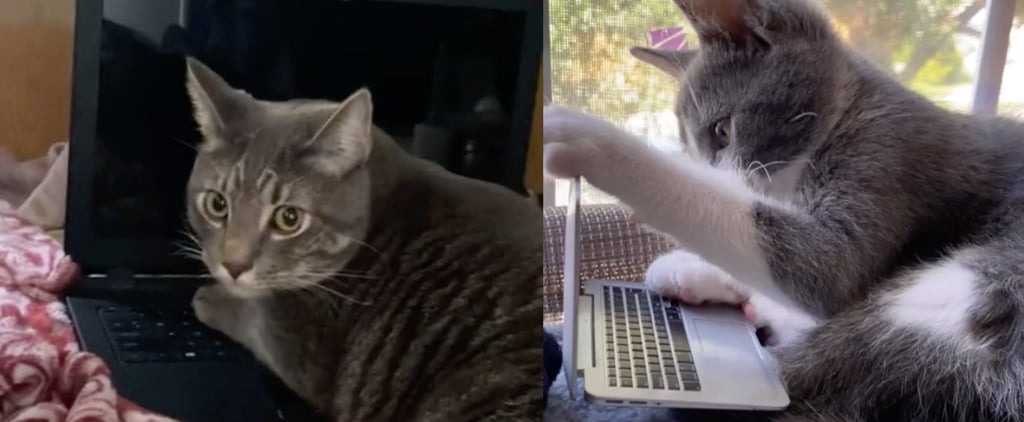 Tiktok Laptop Cat Trend