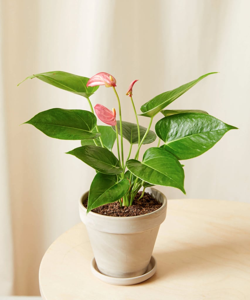 A Low-Maintenance Plant: Pink Anthurium