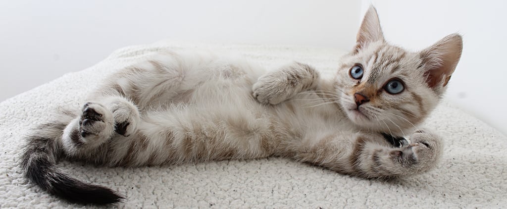 Is My Cat Ticklish?
