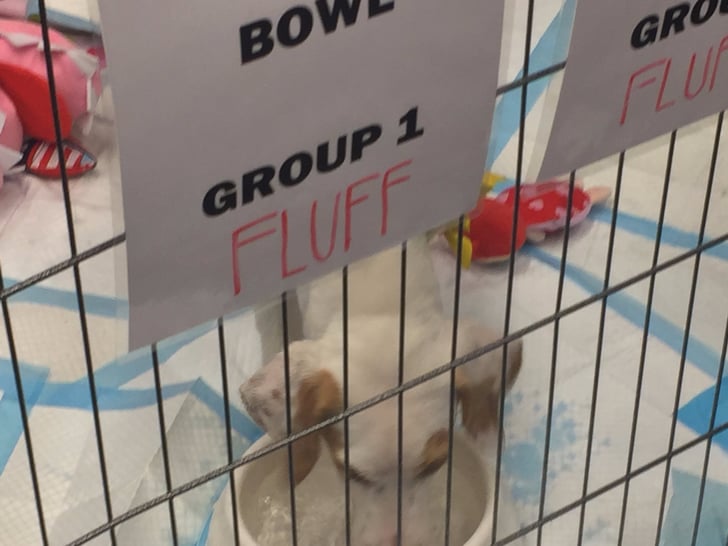 Behind the Scenes at the Puppy Bowl | POPSUGAR Pets